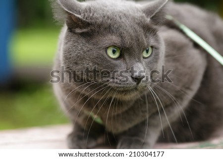 angry cat defending his territory, british shorthair