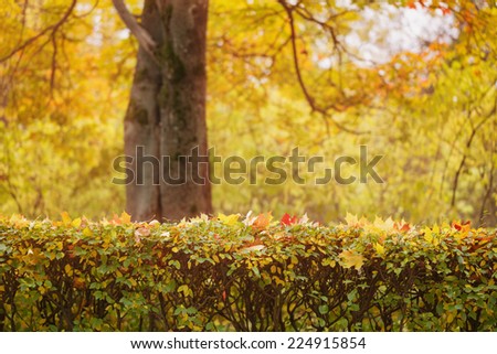 bush covered with autumn maple leaves, fall backdrop