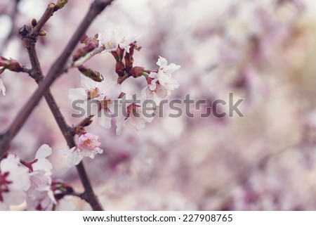japan cherry sakura flowers in bloom, closeup photo