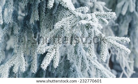 frosty fir twigs in winter covered with rime, closeup photo