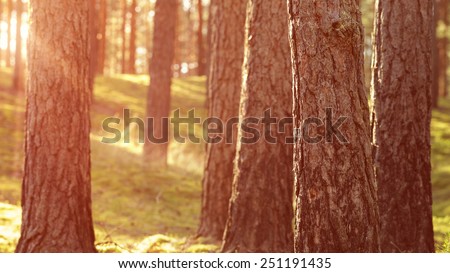 warm summer sunset in pine forest