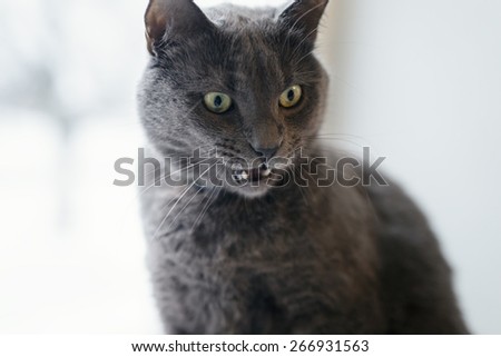 gray cat surprised face, open mouth copy space