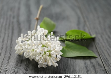 white lilac flower on old oak table, summer rustic flowers