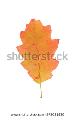 red oak orange autumn leaf isolated on white background