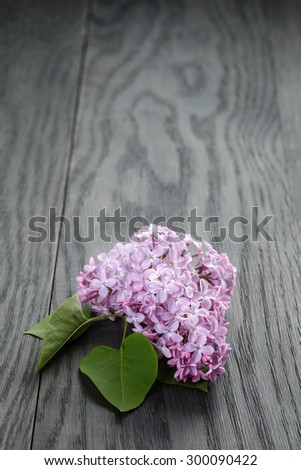 purple lilac flower on old oak table, summer rustic flowers