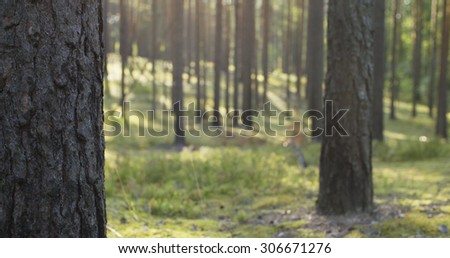 pine forest in warm summer day, sunset time