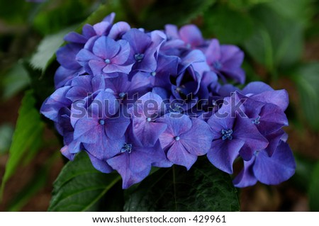 Close-up of purple flowers (Hydrangea) with green background.