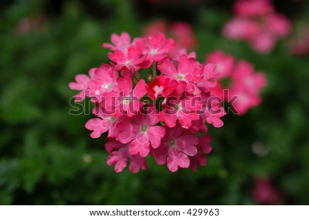 Close-up of small pink and white flowers (Verbena) with dark green background.