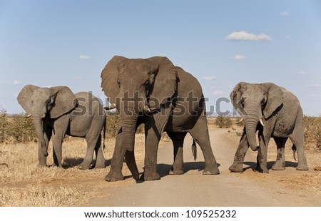 elephants in a group of three across dirt road