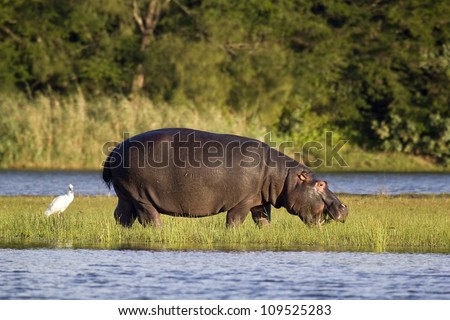 Hippo feeding out of water