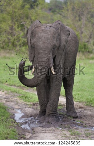 Elephant playing in mud