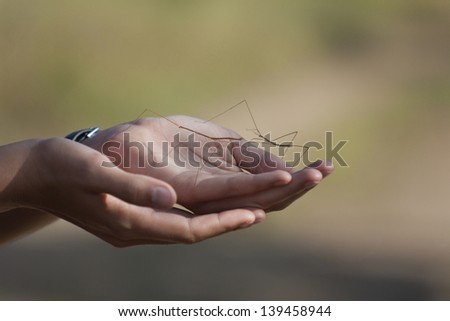 Pair of open hands holding Stick Insects