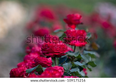 Rose plantation