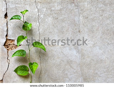 Plant on a concrete wall background