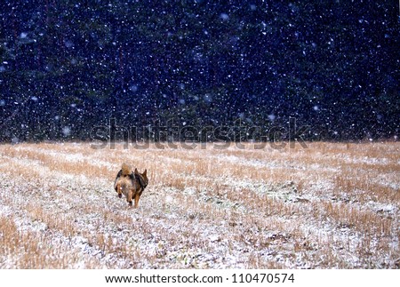 Dog running into the darkness in a snowstorm