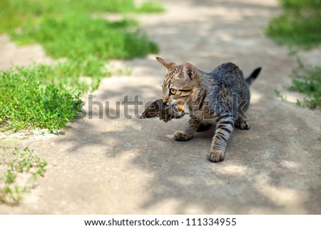 Young cat hunted a bird