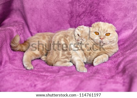 Cat father with little cat