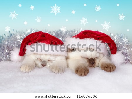 Little cats wearing Santa\'s hat sleeping
