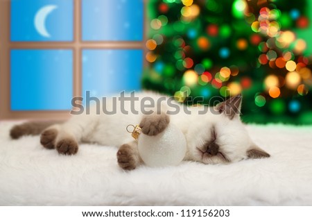 Little kitten sleeping against window and Christmas tree with lights