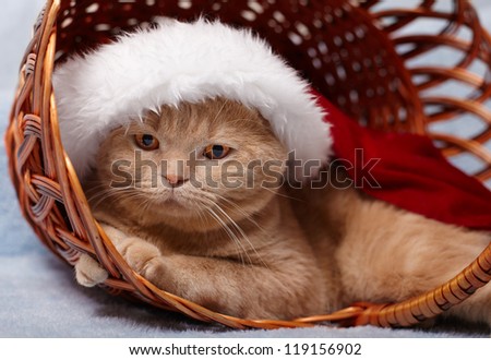 Cat wearing Santa's hat lying in a basket