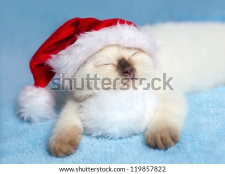 Little cat wearing Santa\'s hat sleeping on pompom