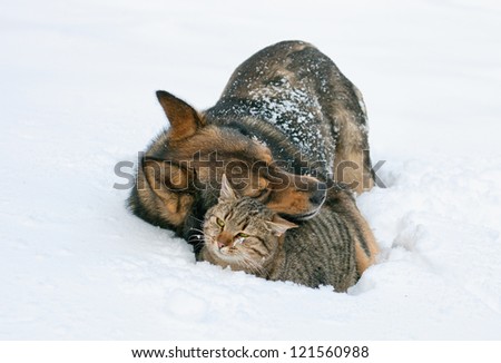 Dog Hugging Cat In The Snow