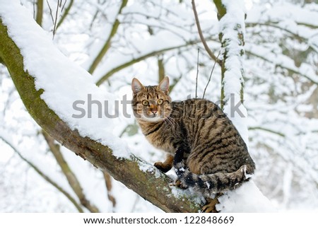 Cat sitting on the snowy tree