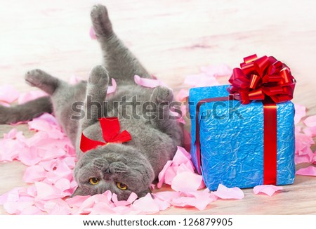 A cat lying on the rose petals near a blue gift with a red ribbon with big bow