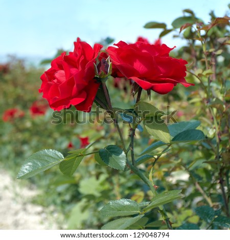 Rosebush in the rose plantation