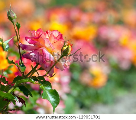 Rose flower in the rose plantation