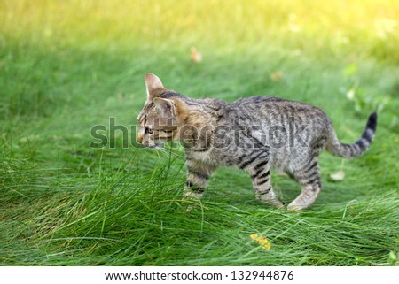 Cat running in grass