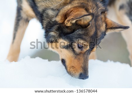 Dog sniffing snow