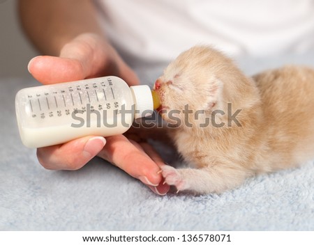 Feeding little cream cat with milk replacer
