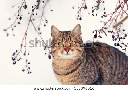 Portrait of cat with tree branches in background