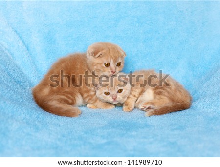 Two cute little kittens relaxing on the blue blanket