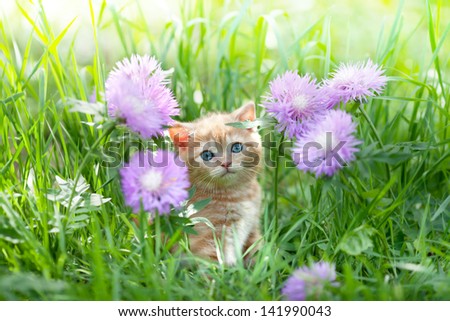 Cute Little Kitten Sitting In Flowers On The Grass
