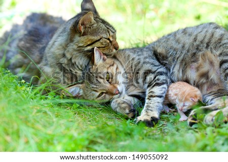 Cat family. Mother father and child.