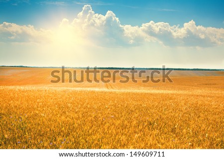 Wheat field with blue sky with sun and clouds