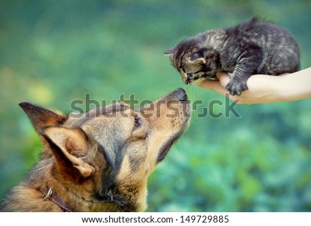Big dog and little kitten in female hands sniffing each other outdoor