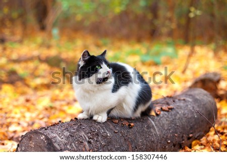 Black and white cat sitting on a snag in the wood in the fall