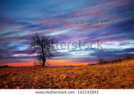 Alone tree in the field against mystical sky at sunset in autumn