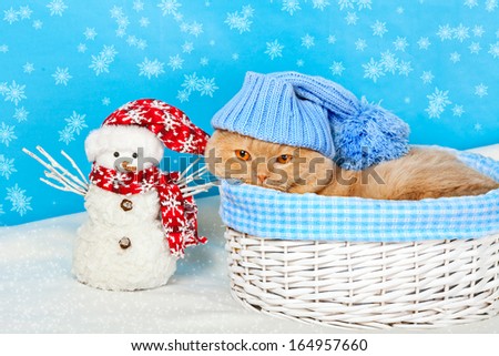 Cat wearing blue knitting hat with pompom in a basket at Christmas