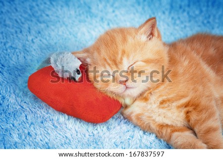 Little kitten sleeping on the red heart-shaped pillow with toy mouse