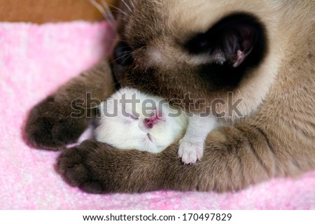 Mom cat hugging her newborn kitten