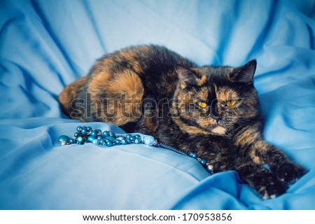 Cute cat lying on the blue blanket