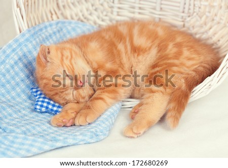 Little kitten sleeping on the small pillow