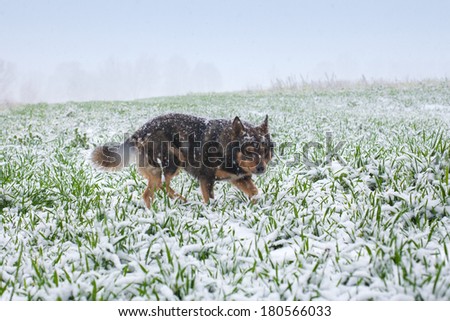 Stray dog walking on the grass cowered with snow
