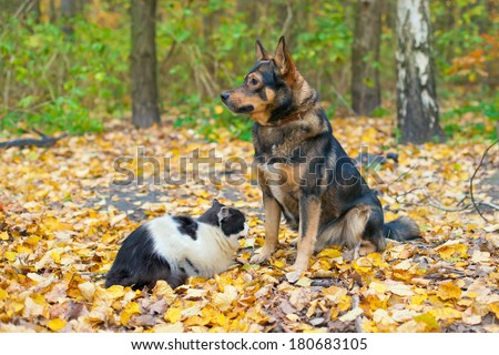 Dog and cat playing together outdoor in autumn