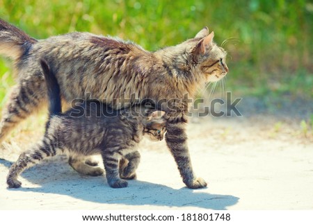 Mom cat walking with little kitten