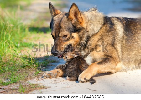 Big dog hugging little kitten outdoor